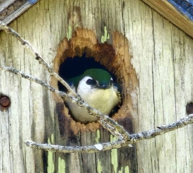 Picture of Tree Swallow
