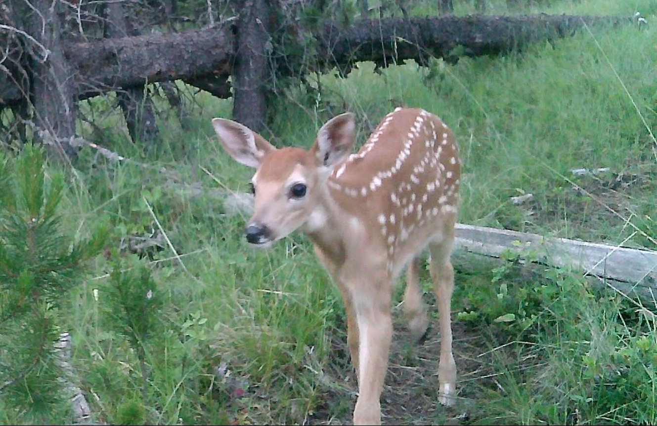 Picture of Deer fawn